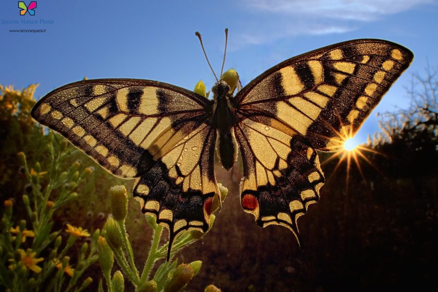 Papilio machaon (Linnaeus, 1758)