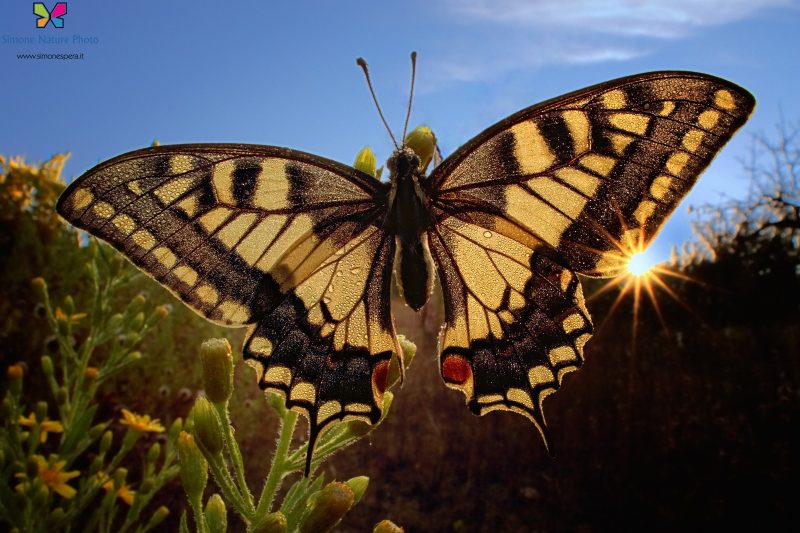 Papilio machaon (Linnaeus, 1758)