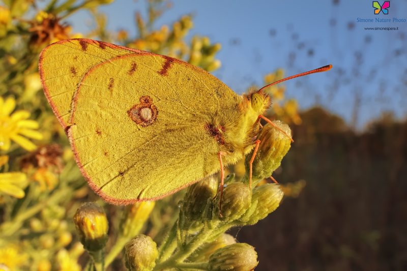 Colias crocea (Geoffroy, 1785)