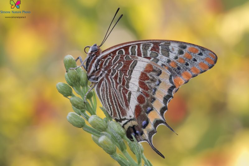 Charaxes jasius (Linnaeus, 1767)