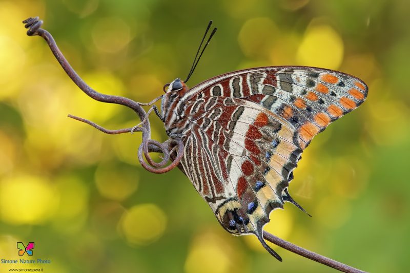 Charaxes jasius (Linnaeus, 1767)