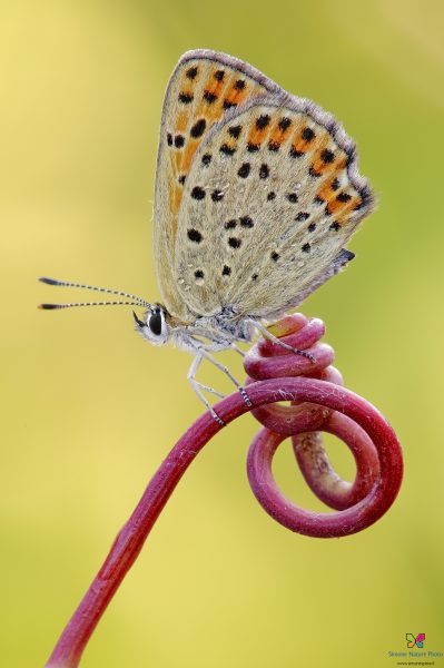 Lycaena tityrus (Poda, 1761)