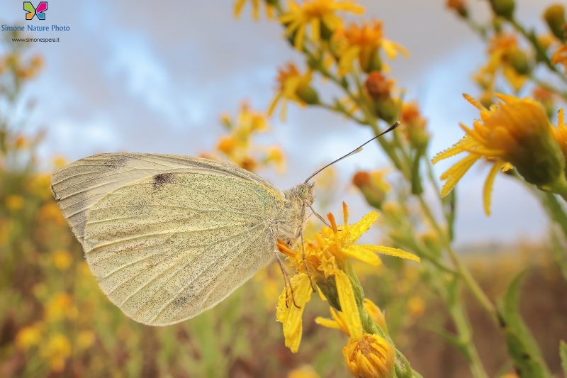 Pieris brassicae (Linnaeus, 1758)