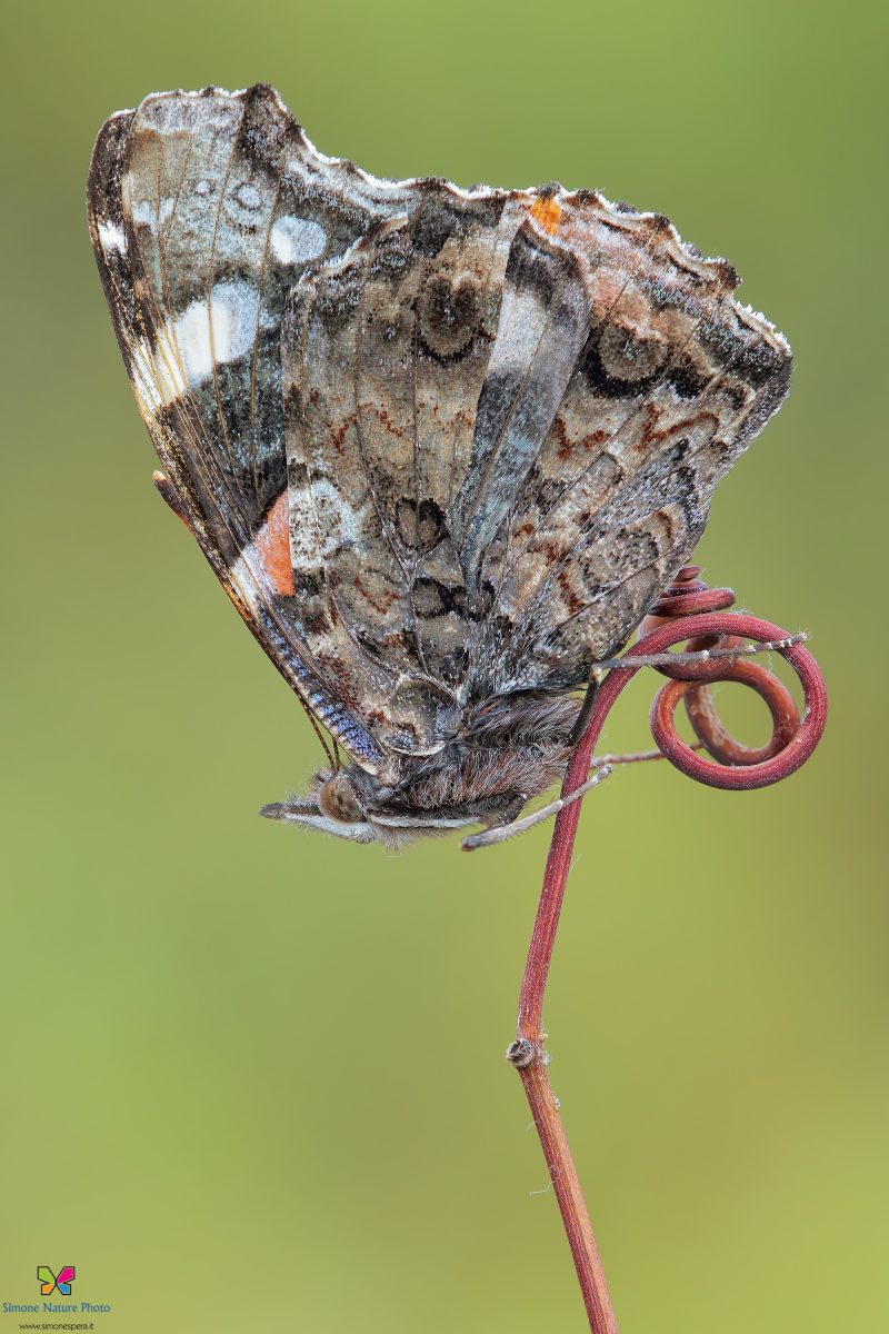 Vanessa atalanta (Linnaeus, 1758)