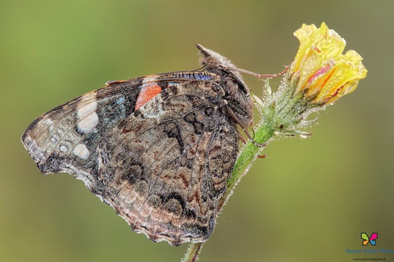 Vanessa atalanta (Linnaeus, 1758)