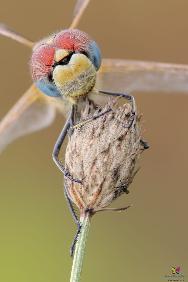 Sympetrum fonscolombii (Selys, 1840)