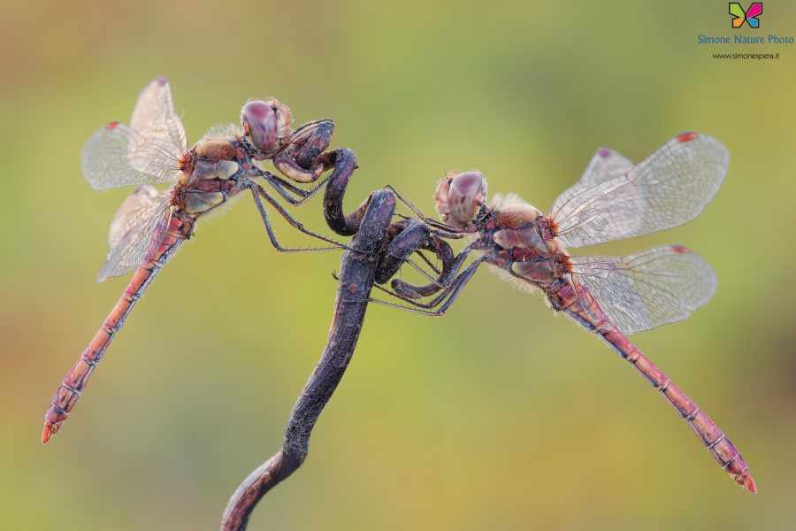 Sympetrum striolatum (Charpentier, 1840)