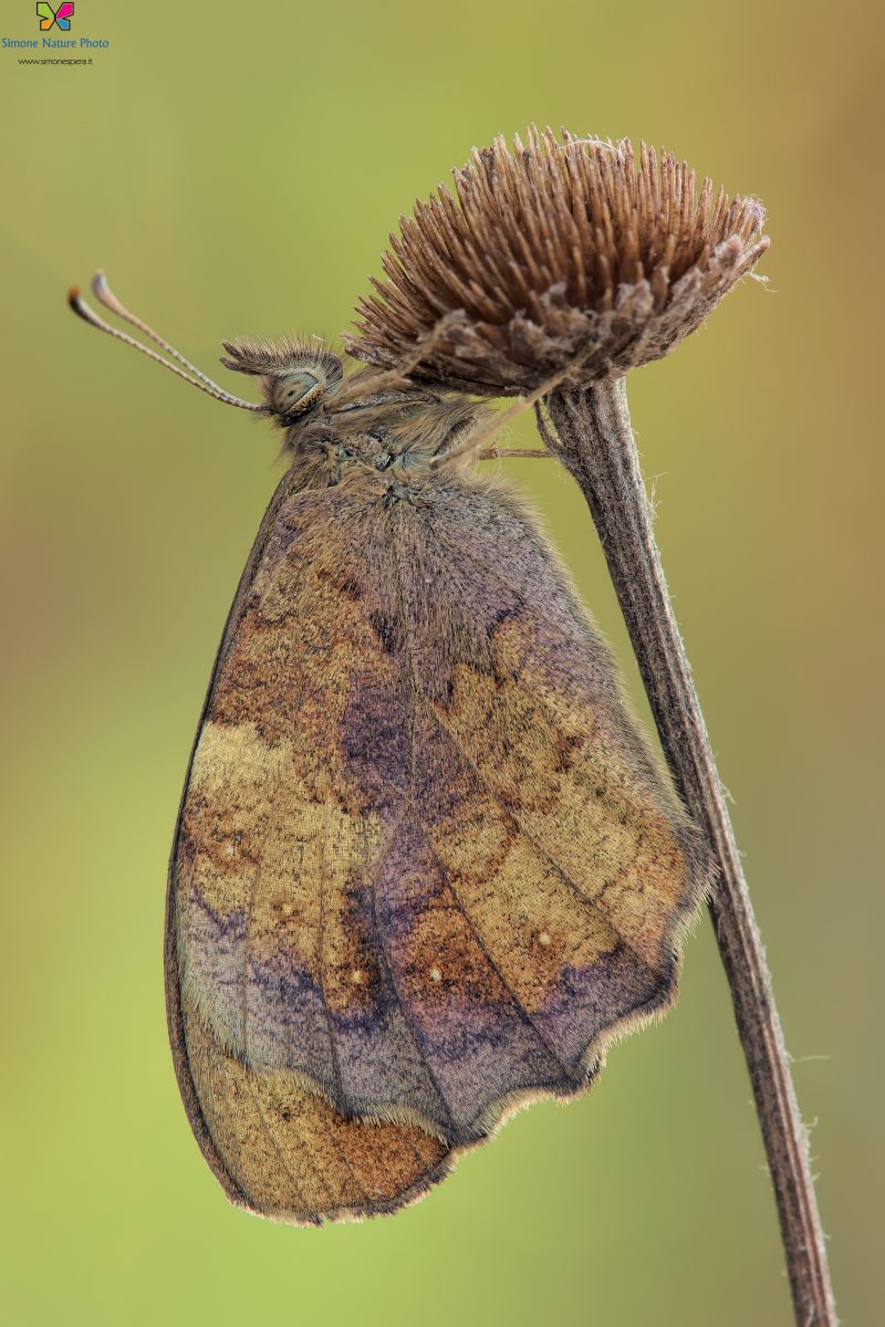 Pararge aegeria (Linnaeus 1758)