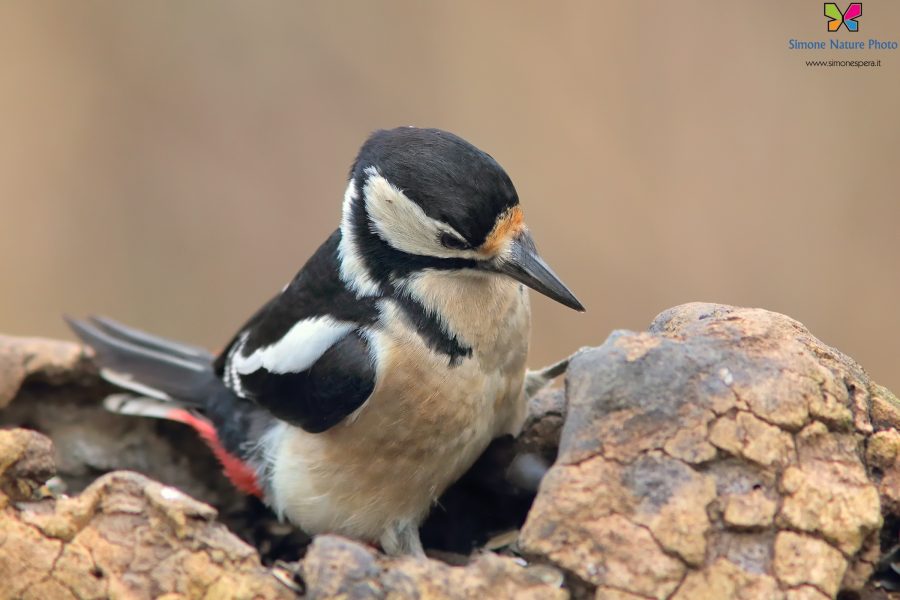 Picchio rosso maggiore (Dendrocopos major)