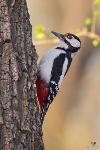 Picchio rosso maggiore (Dendrocopos major)