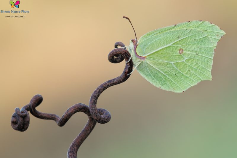 Gonepteryx rhamni (Linnaeus, 1758)