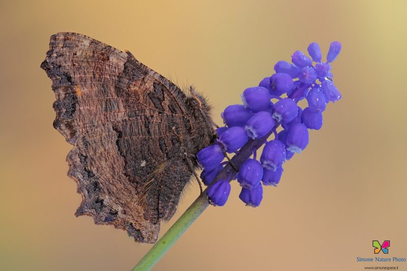 Nymphalis polychloros (Linnaeus, 1758)