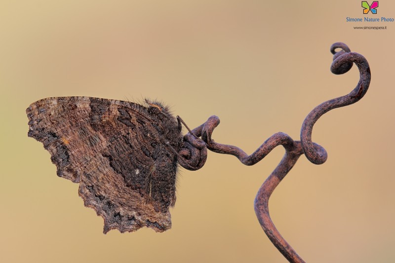 Nymphalis polychloros (Linnaeus, 1758)