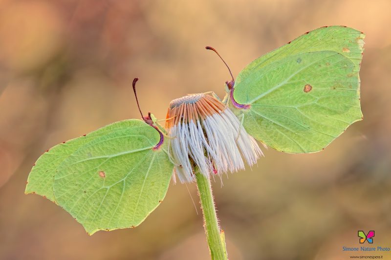 Gonepteryx rhamni (Linnaeus, 1758)