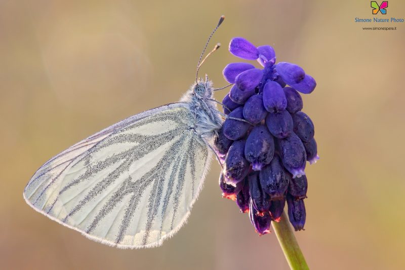 Pieris napi (Linnaeus, 1758)