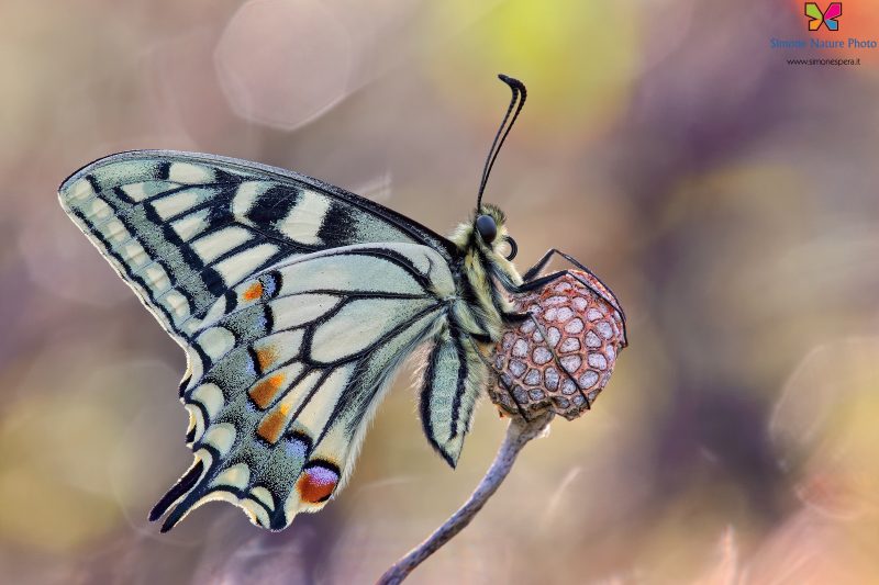 Papilio machaon (Linnaeus, 1758)