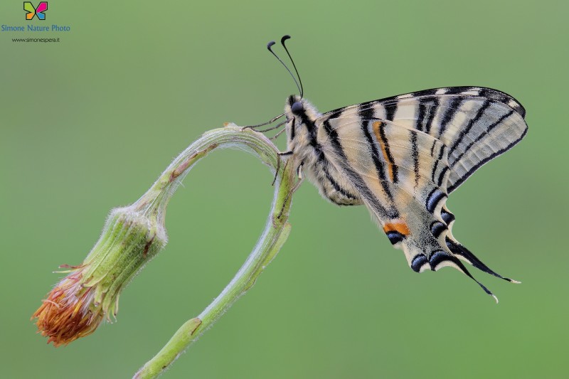 Iphiclides podalirius (Linnaeus, 1758)