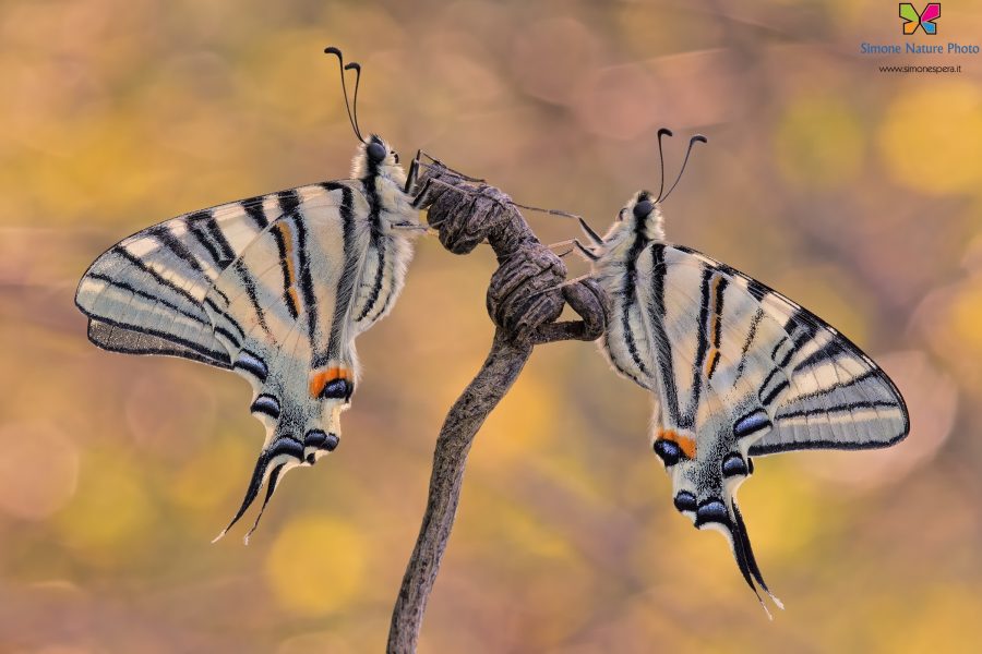 Iphiclides podalirius (Linnaeus, 1758)
