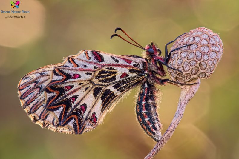 Zerynthia polyxena (Denis & Schiffermüller, 1775)