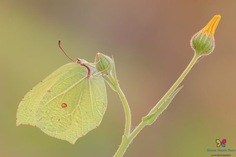 Gonepteryx rhamni (Linnaeus, 1758)