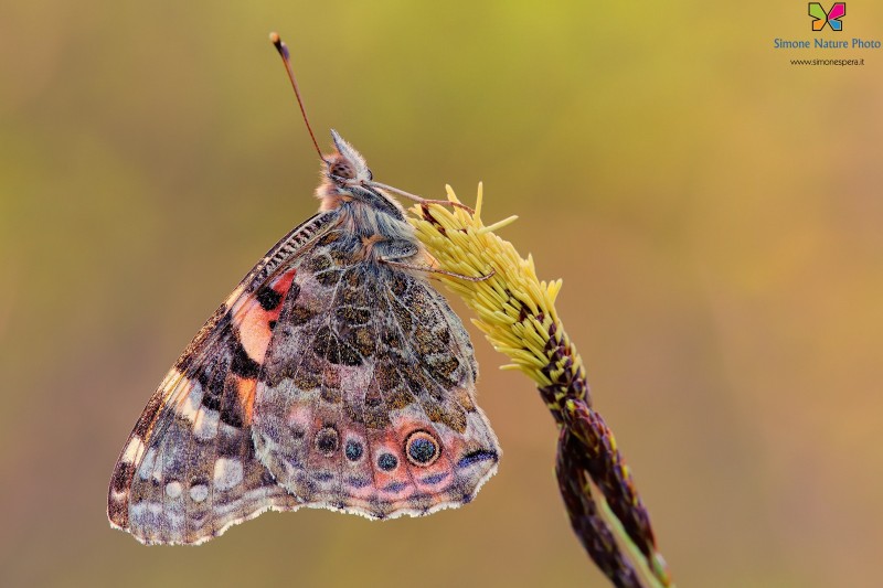 Vanessa cardui (Linnaeus, 1758)