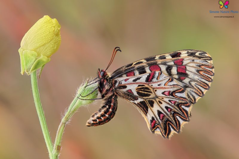 Zerynthia polyxena (Denis & Schiffermüller, 1775)