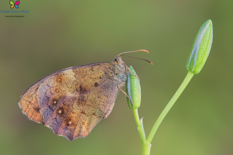 Pararge aegeria (Linnaeus 1758)