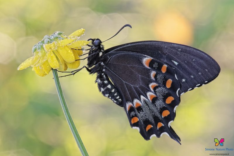 Papilio troilus (Linnaeus, 1758)
