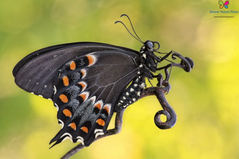 Papilio troilus (Linnaeus, 1758)