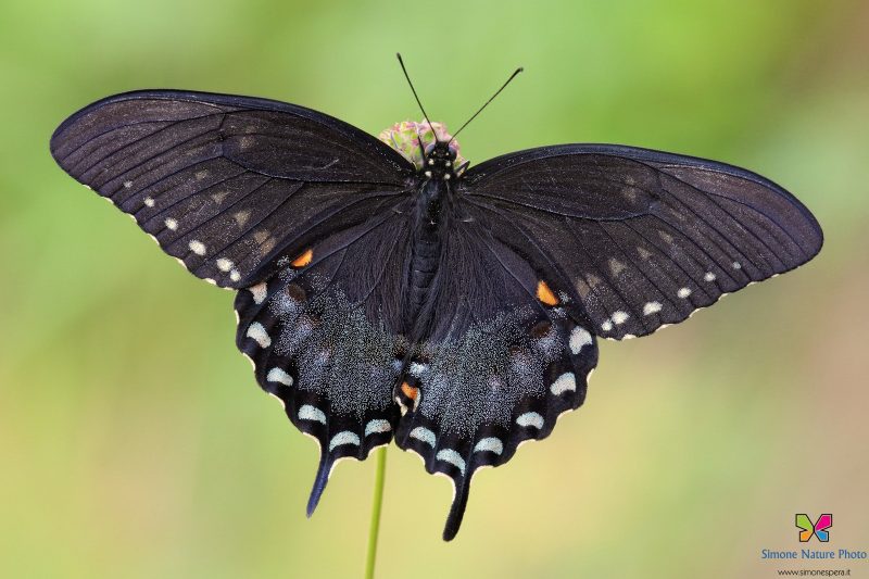 Papilio troilus (Linnaeus, 1758)