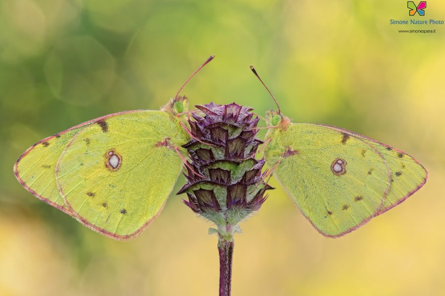 Colias crocea (Geoffroy, 1785)
