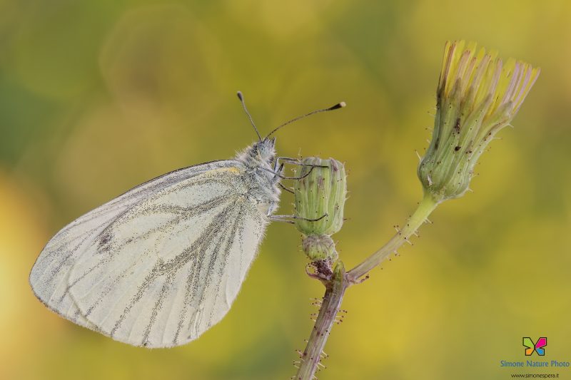 Pieris napi (Linnaeus, 1758)