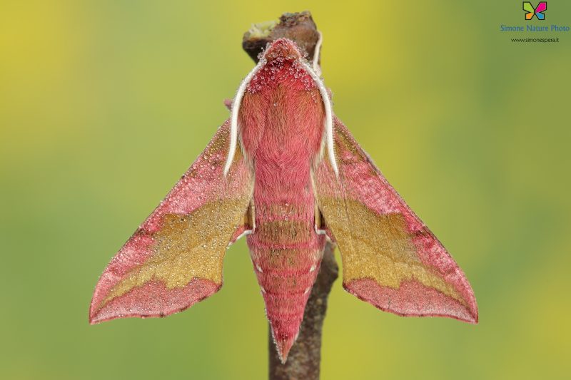 Deilephila porcellus. (Linnaeus, 1758)