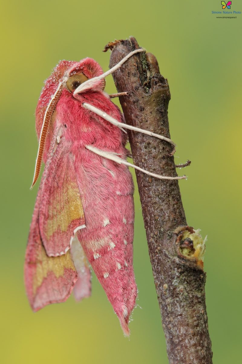 Deilephila porcellus. (Linnaeus, 1758)