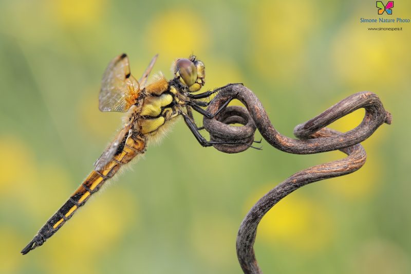 Libellula quadrimaculata (Linnaeus, 1758)