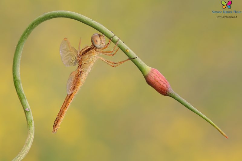 Crocothemis erythraea (Brullé, 1832) ♀
