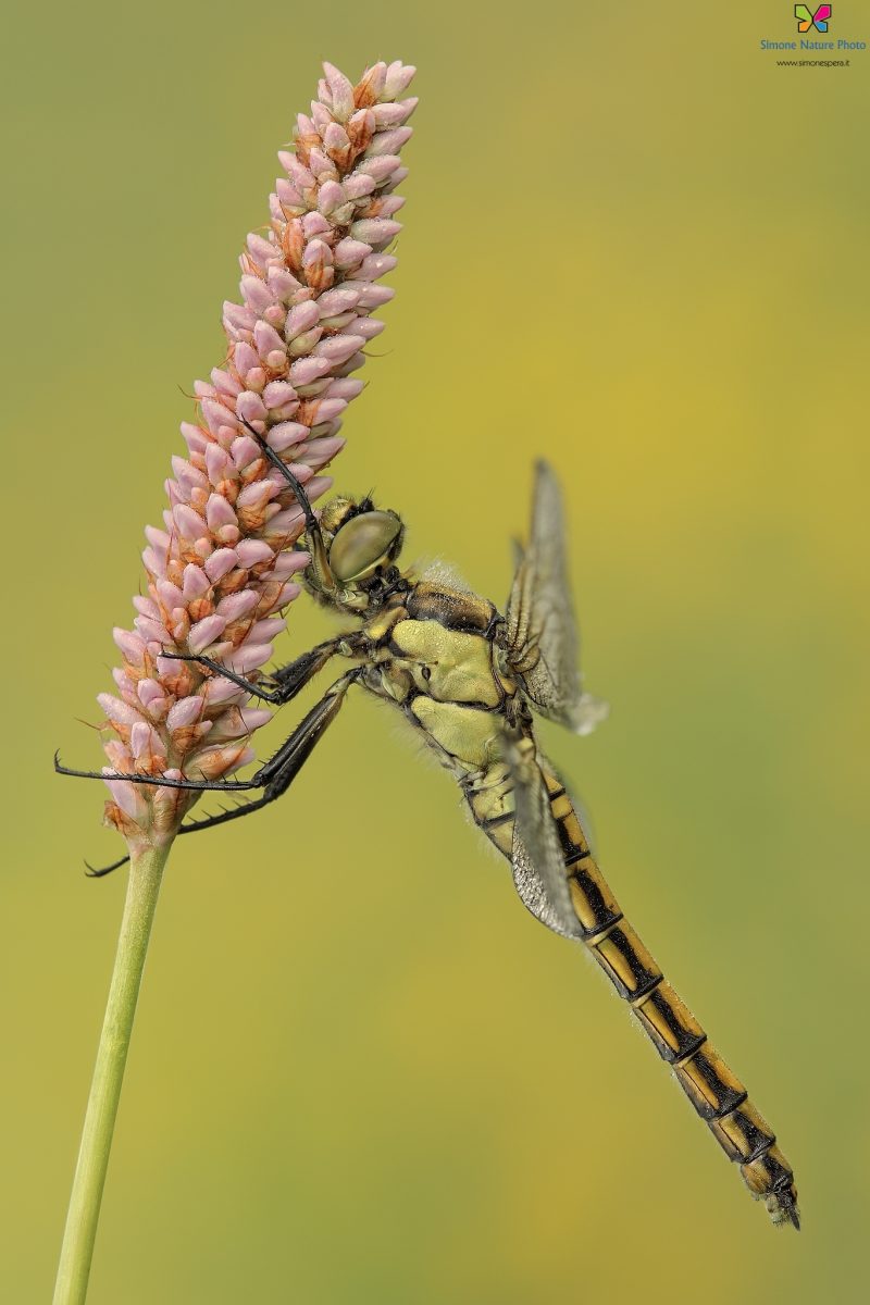 Orthetrum cancellatum (Linnaeus, 1758)