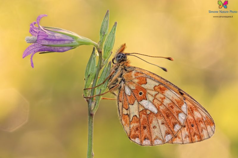 Boloria (Clossiana) euphrosyne (Linnaeus, 1758)