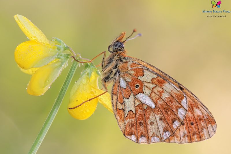 Boloria (Clossiana) euphrosyne (Linnaeus, 1758)
