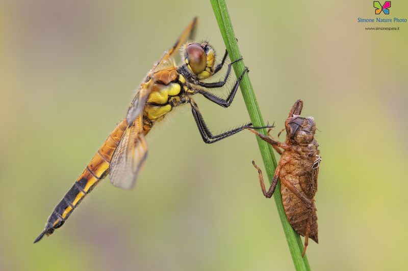 Libellula quadrimaculata (Linnaeus, 1758)