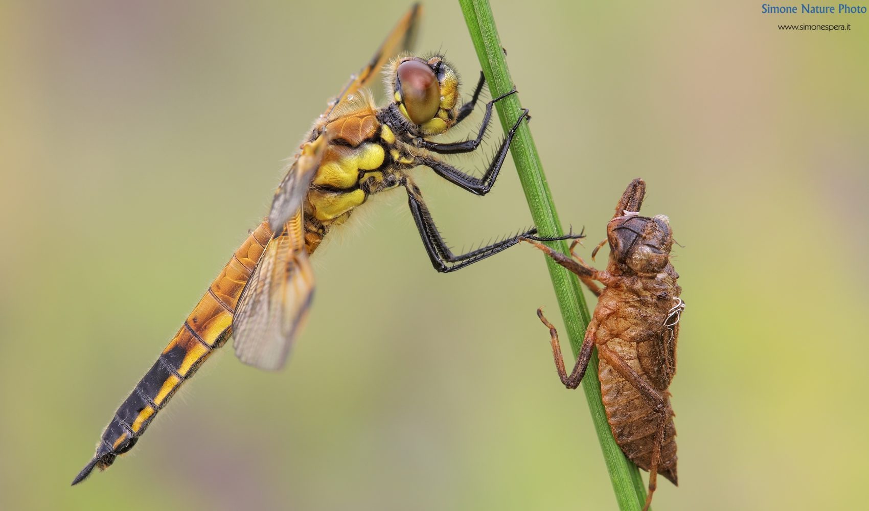 Libellula quadrimaculata (Linnaeus, 1758)