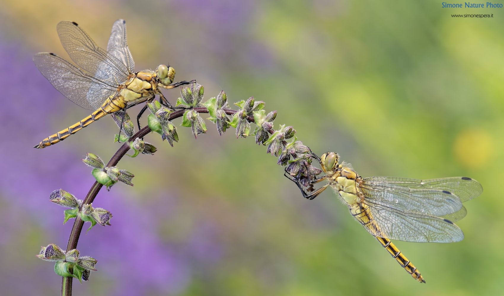 Orthetrum cancellatum (Linnaeus, 1758) ♂ ♀