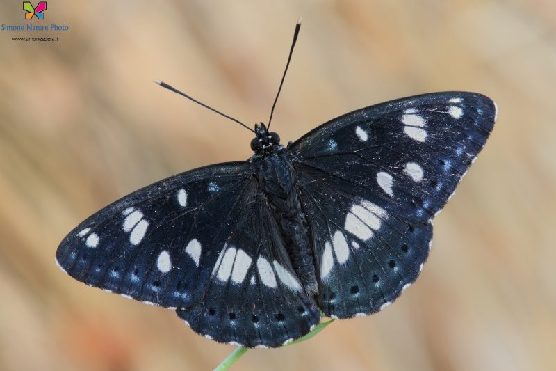 Limenitis reducta (Staudinger, 1901)