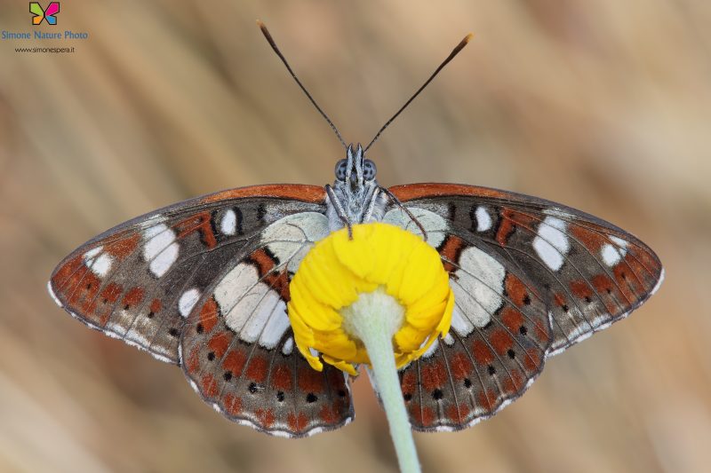 Limenitis reducta (Staudinger, 1901)