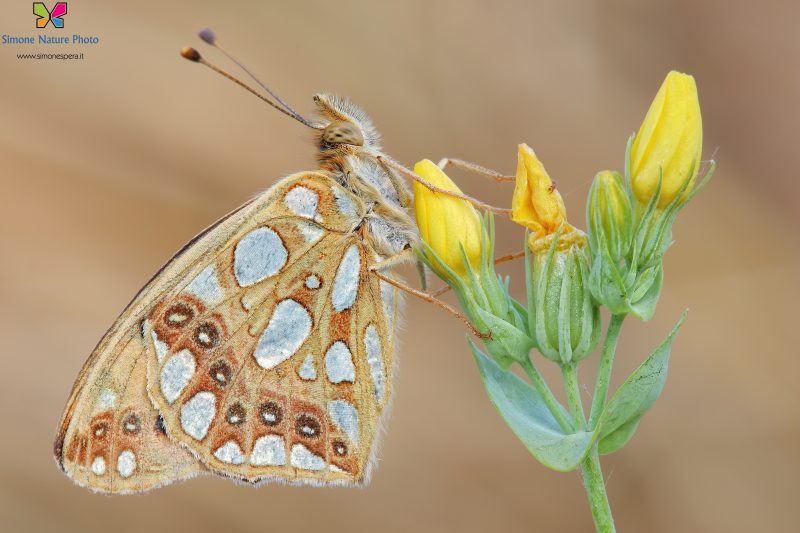 Issoria lathonia (Linnaeus, 1758)