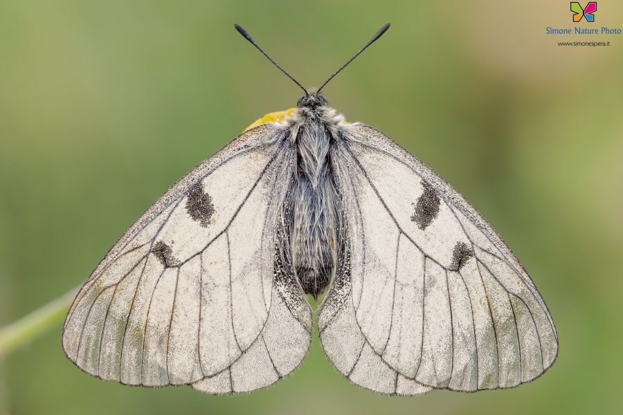 Parnassius (Driopa) mnemosyne (Linnaeus, 1758)