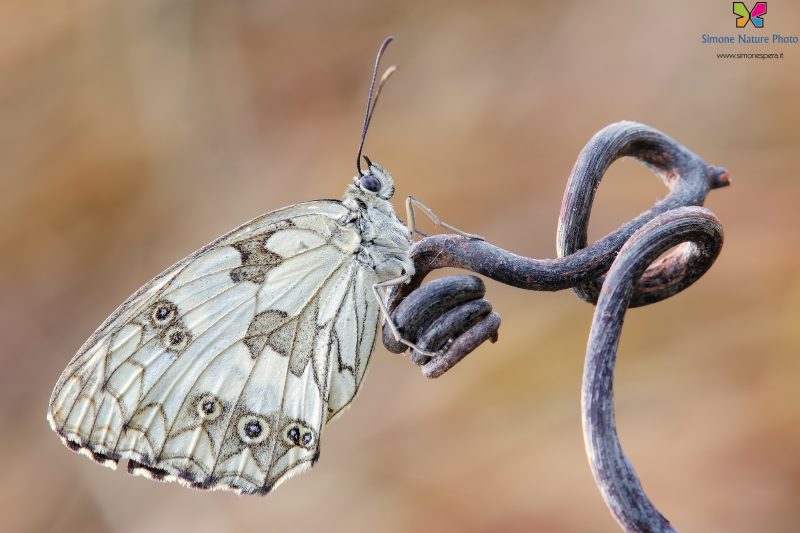 Melanargia galathea (Linnaeus, 1758)