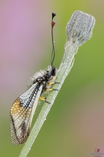 Libelloides lacteus (Brullé 1832)