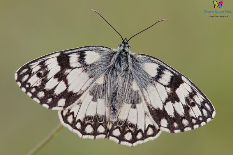 Melanargia russiae (Esper, 1783)