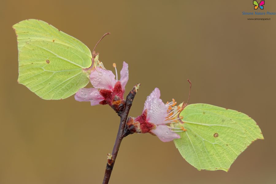 Gonepteryx rhamni (Linnaeus, 1758)